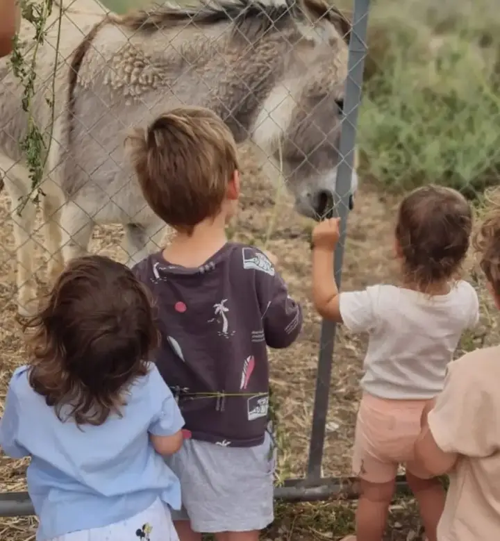 Los peques saludan al burro a través de la valla