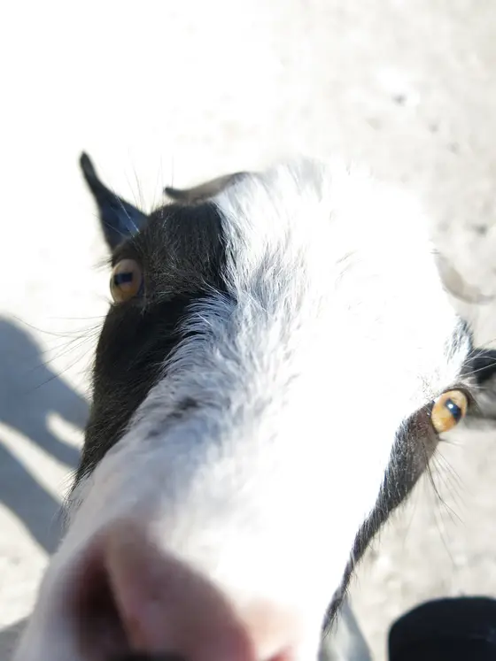 Una cabra blanca y negra se acerca curiosa a la cámara