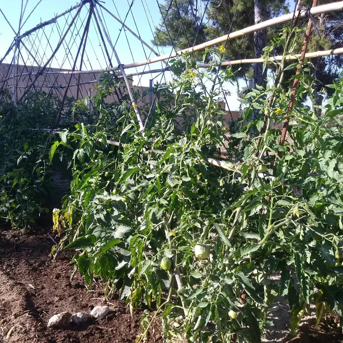 Tomateras altas con tomates verdes en el huerto, atadas a cañas